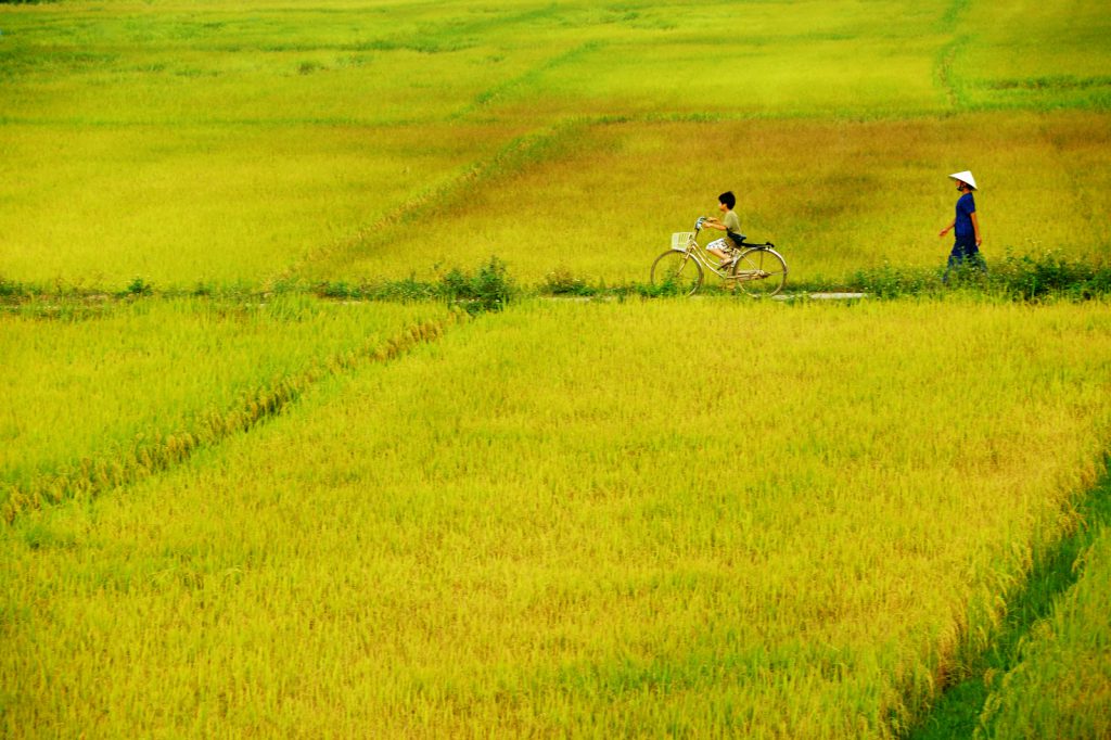 Mekong Delta – Rice Field