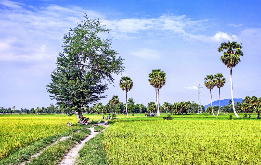 Rice Field _ Palm Treee