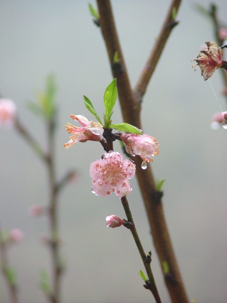 Sapa-Peach Blossom 02